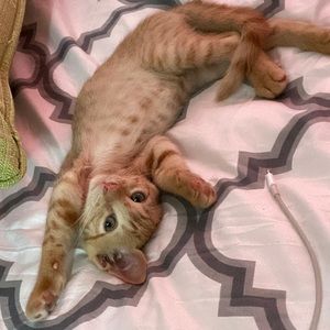 Meet your Posher, Daniel